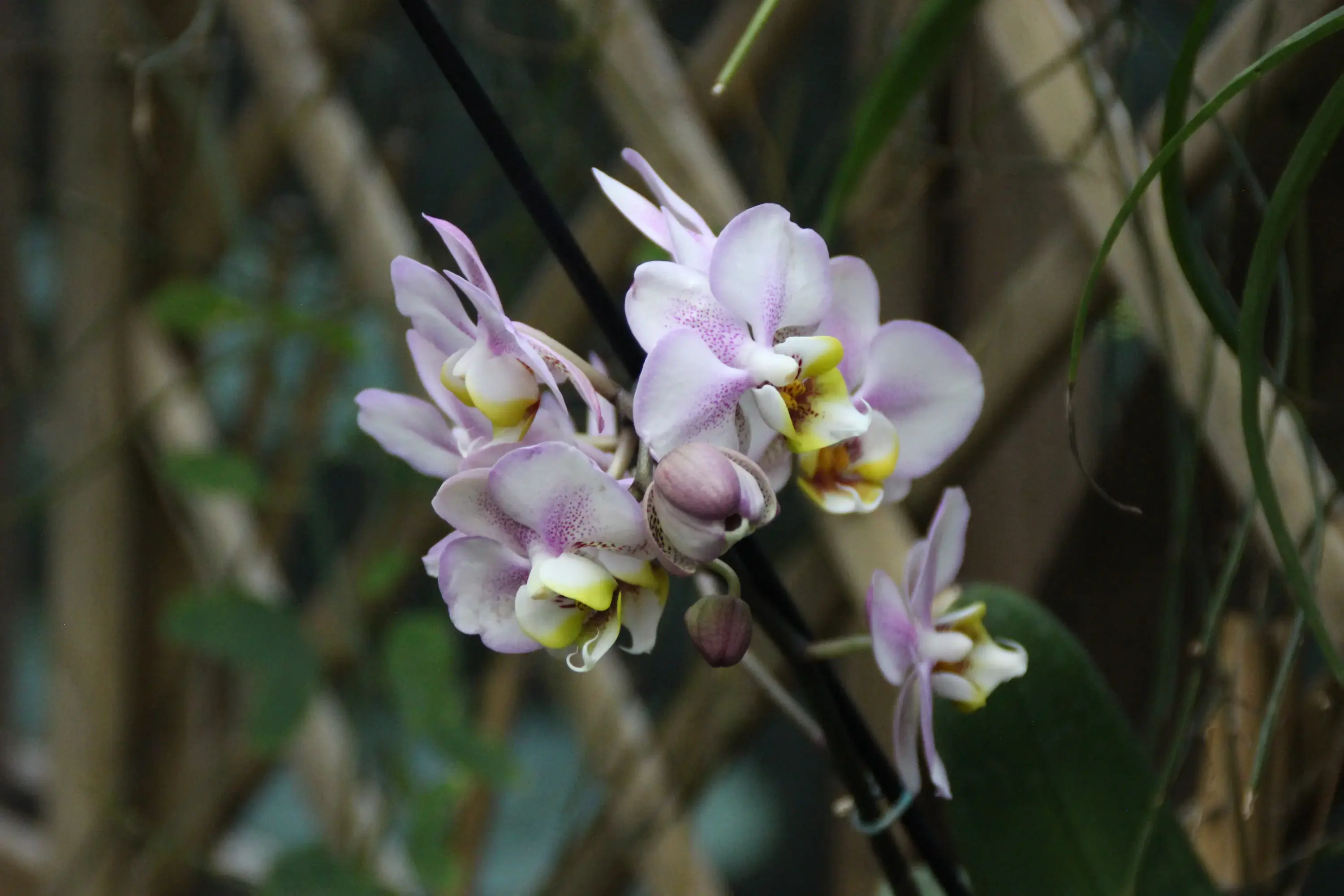 Biosphäre Potsdam Ausstellung Orchideen_Foto_Emmelie Munack Biosphäre Potsdam Ausstellung Orchideen_Foto_Emmelie Munack