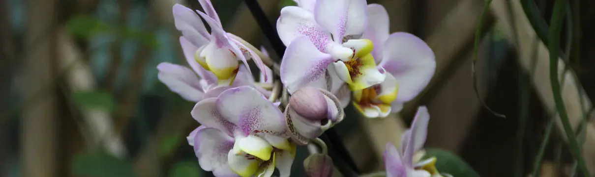 Biosphäre Potsdam Ausstellung Orchideen_Foto_Emmelie Munack Auf dem Bild ist eine Blume in Nahaufnahme zu sehen.