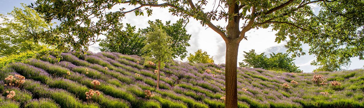 Ein Baum mit grüner Baumkrone und eine bunt blühende Wiese dahinter.