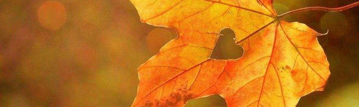 Das Bild zeigt ein gelb und rot gefärbtes Herbstblatt.