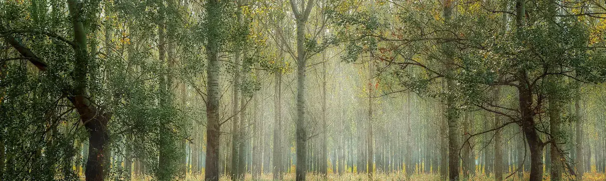 Zu sehen ist ein lichtdurchfluteter Mischwald.