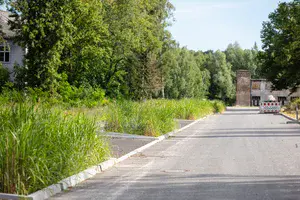 Eine Straße mit grün blühenden Pflanzen auf der linken Seite und historischen Gebäuden im Hintergrund..