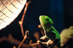 Taschenlampen-Abenteuer Biosphäre Potsdam (c) Uwe Granzow Ein grüner Frosch der auf einem Ast sitzt und eine Lampe anguckt.