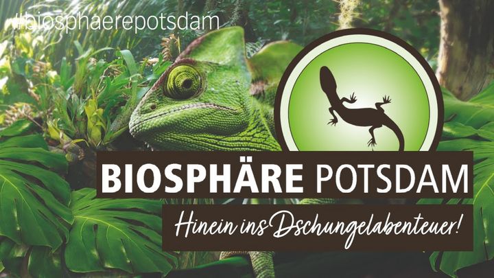 Im Hintergrund erstreckt sich ein mit grünen Pflanzen dicht bewachsener Dschungel aus dem sich der grüne Kopf eines Chamäleons in die Mitte schiebt. Neben dem Kopf erscheint das kreisförmige Logozeichen der Biosphäre: der braune Umriss einer Echse auf einer grünen, kreisförmigen Fläche. Darunter stehen die Worte: Biosphäre Potsdam, hinein ins Dschungelabenteuer!