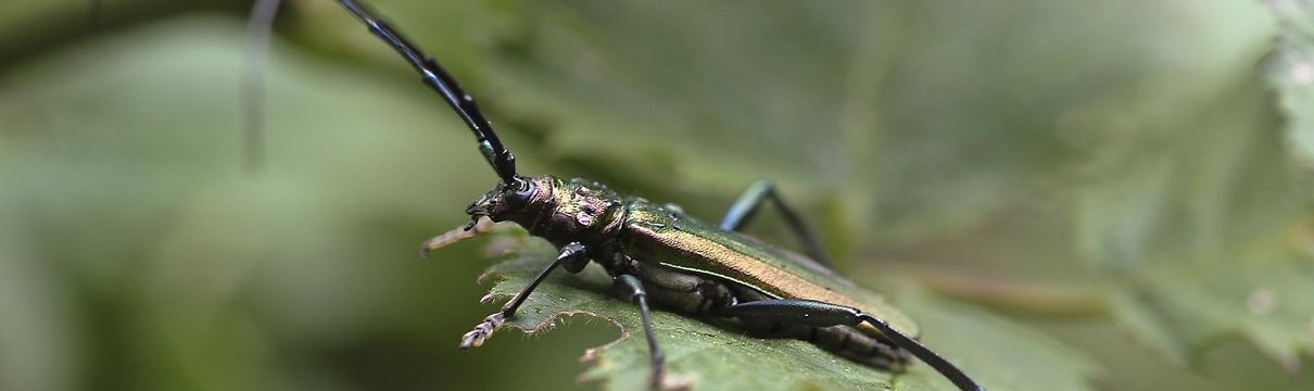 Ein Eichenhedlbockkäfer auf einem Blatt