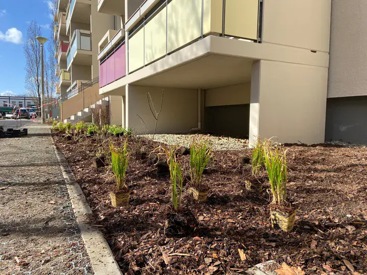 Neu angelegte Bepflanzung entlang eines sanierten Wohngebäudes mit Balkonen im Willy-A.-Kleinau-Weg, frische Pflanzen in vorbereiteter Grünfläche.