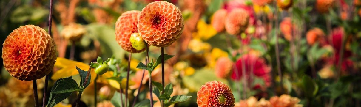 Ein Blumenbeet mit orangenen und lachsfarbenen Dahlien 