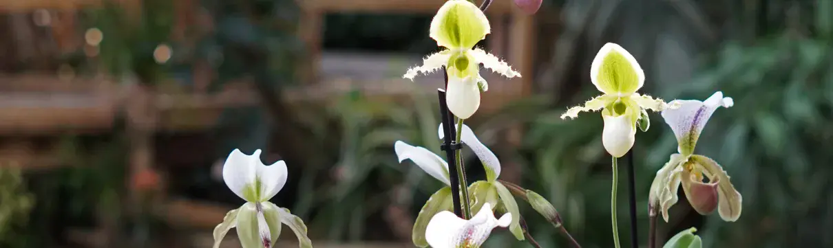 Orchideen mit gelbweißen Blüten vor einem grünbewachsenem Hintergrund