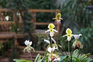 Orchideen mit gelbweißen Blüten vor einem grünbewachsenem Hintergrund