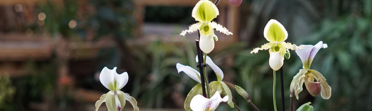 Orchideen mit gelbweißen Blüten vor einem grünbewachsenem Hintergrund