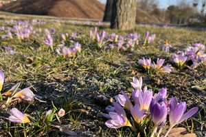 Grüne Wiese mit violetten Krokussen. 