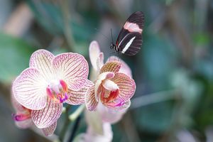 Ein Schmetterling sitzt auf einer hellen Orchidee. 