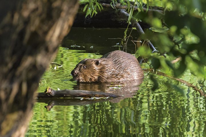 ein Biber schwimmt im Schutz eines überhängenden Baumes im Wasser