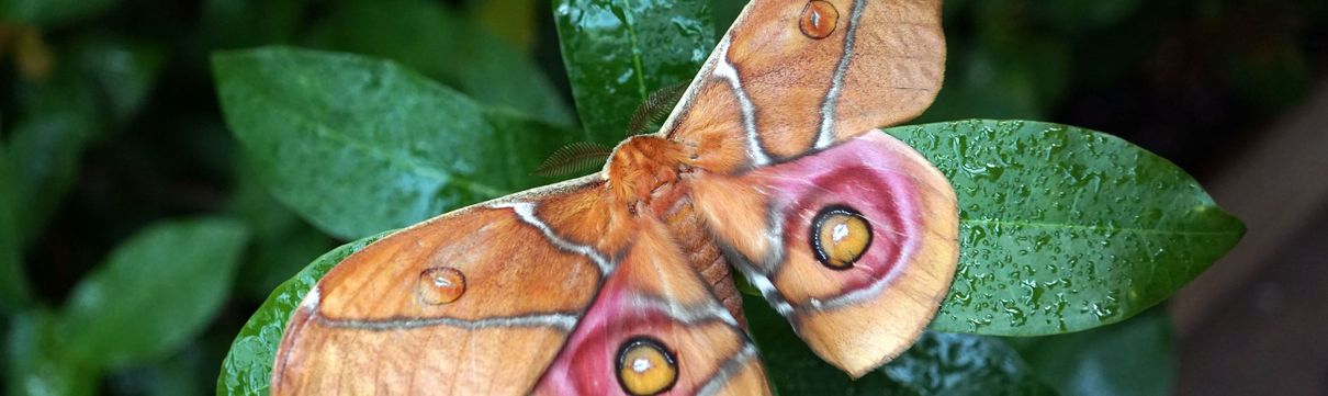 Das Bild zeigt einen Schmetterling auf einem Blatt.