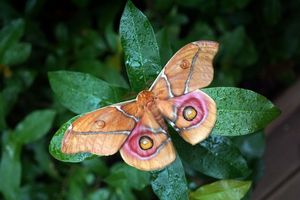 Das Bild zeigt einen Schmetterling auf einem Blatt.