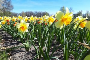 Gelbe Frühlingsblumen im Volkspark Potsdam