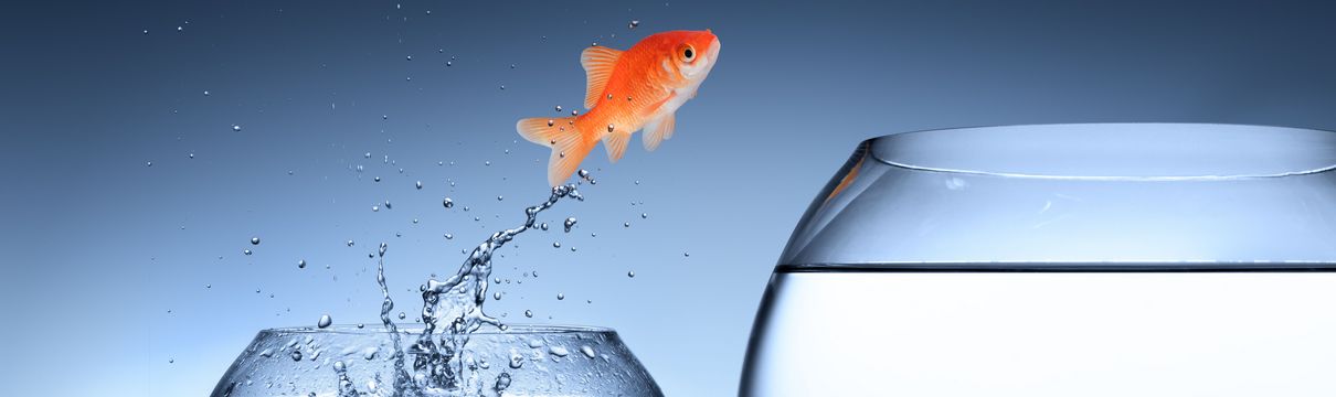 Ein Goldfisch springt symbolisch in ein größes Glas