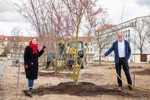 Die Geschäftsführer des Sanierungsträgers Potsdam stehen an einem neu gepflanzten Baum und bewässern ihn mit einem Schlauch.