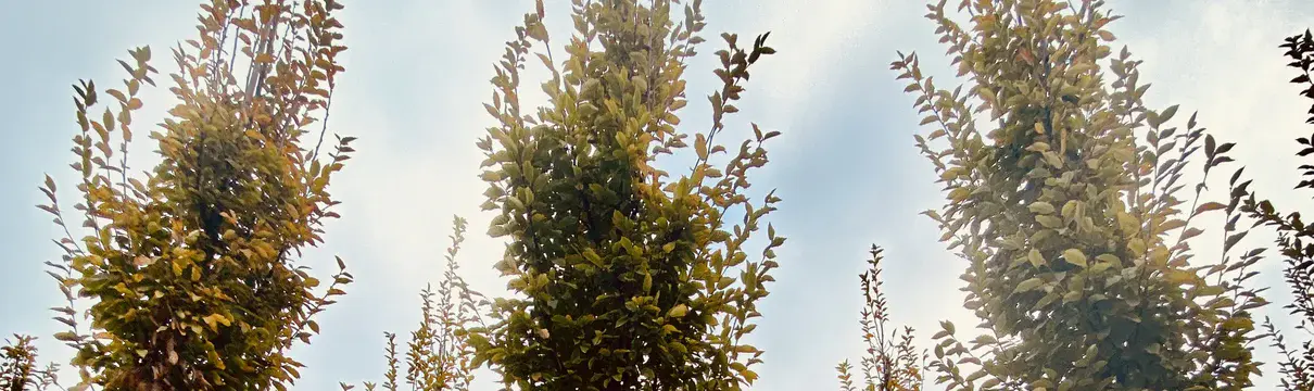 Grüne Wiese mit schmalen Laubäumen im Herbst.