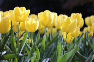 Zu sehen sind gelbe, blühende Tulpen.